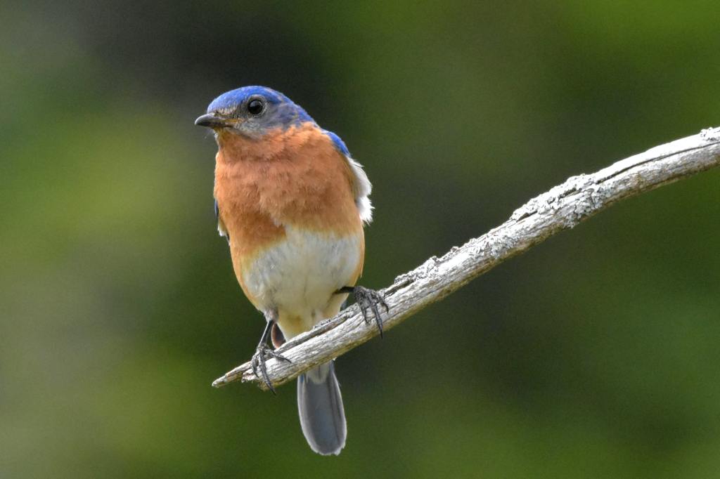 Bluebird sits perched on a branch. 