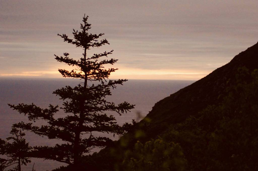 Image of tree silhouetted against sunset. 