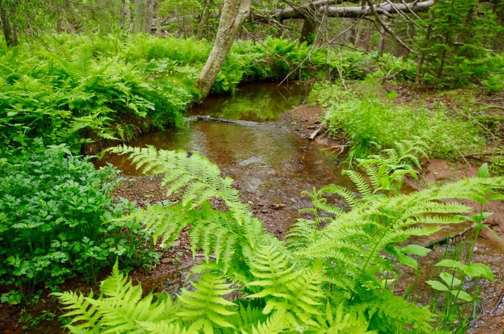 Image of Acadian forest in Lover's Lane, PEI. 