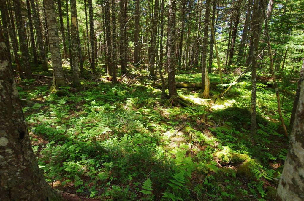 Image of dense Acadian forest